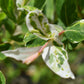 Salix integra 'Hakuro-nishiki' | Dappled Willow - 120-150cm - 12lt