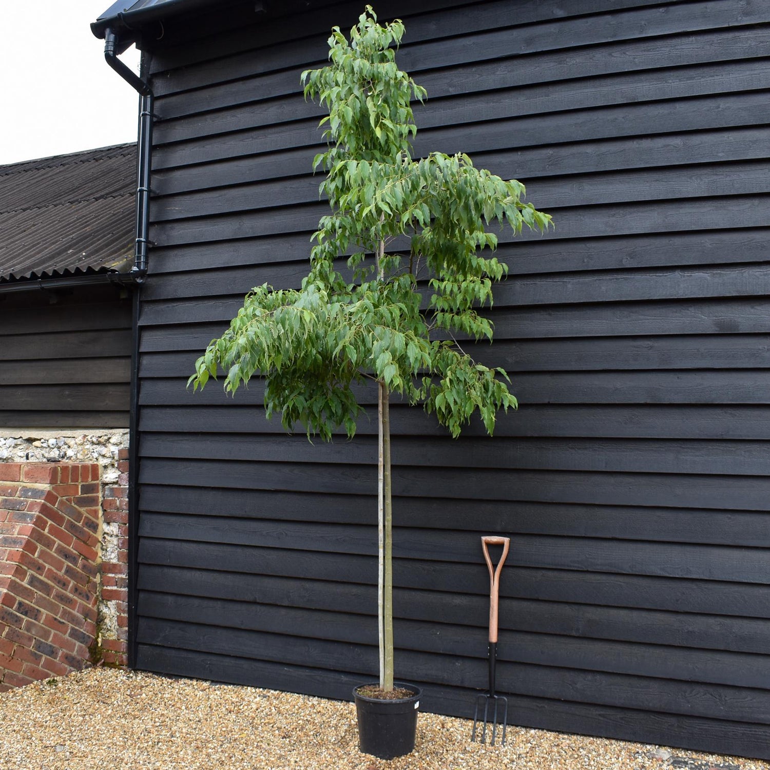 Celtis Australis | European hackberry - Height 200-230cm - Girth 6-8cm - 20lt