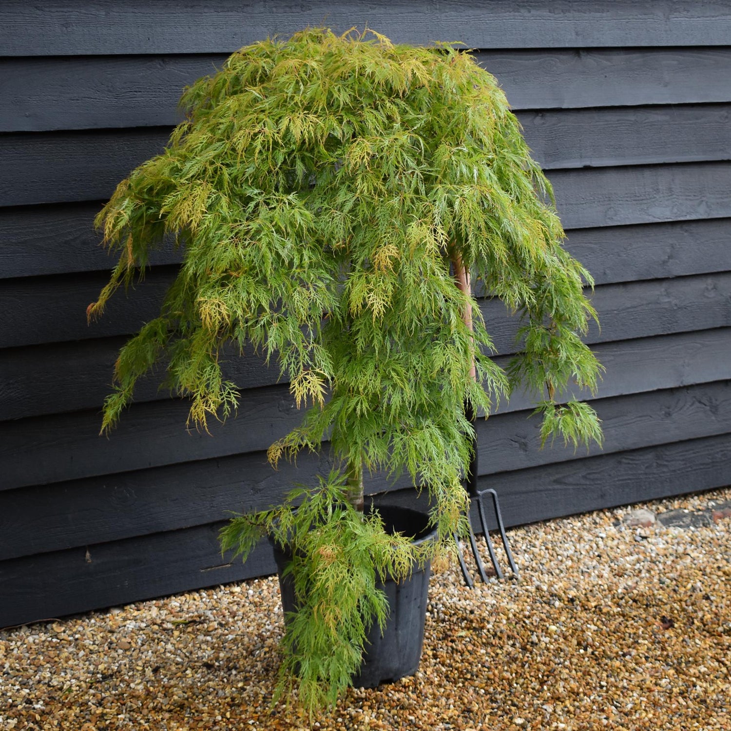 Acer palmatum dissectum 'Virdis' | laceleaf Japanese maple - Clear Stem 75-85cm - Height 100-120cm - 25lt