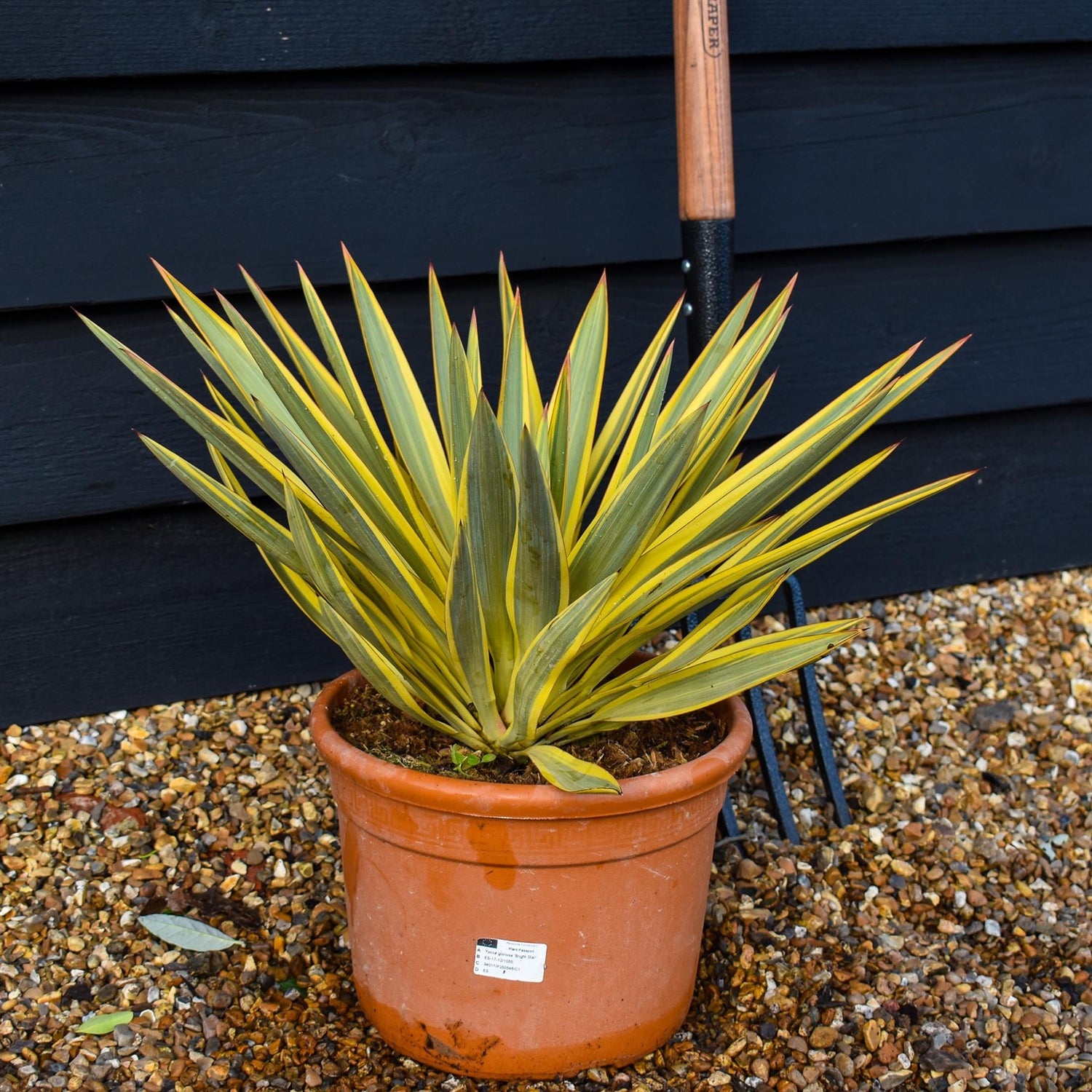Yucca gloriosa 'Bright Star' | right Star Spanish Dagger - Height 30-50cm - 5lt