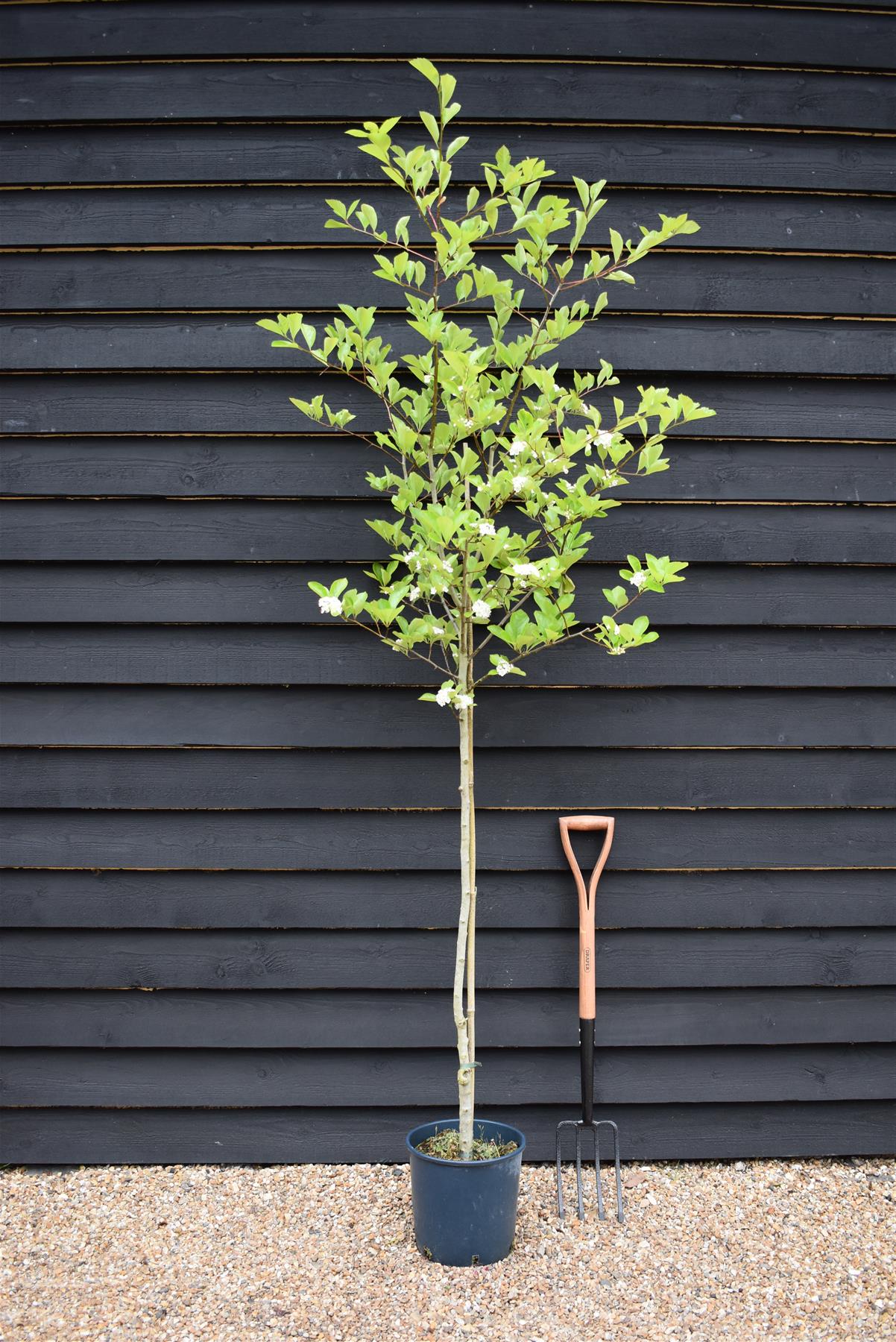 Crataegus Persimilis 'Prunifolia' | Broad-leaved Cockspur Thorn - 140-180cm, 10lt