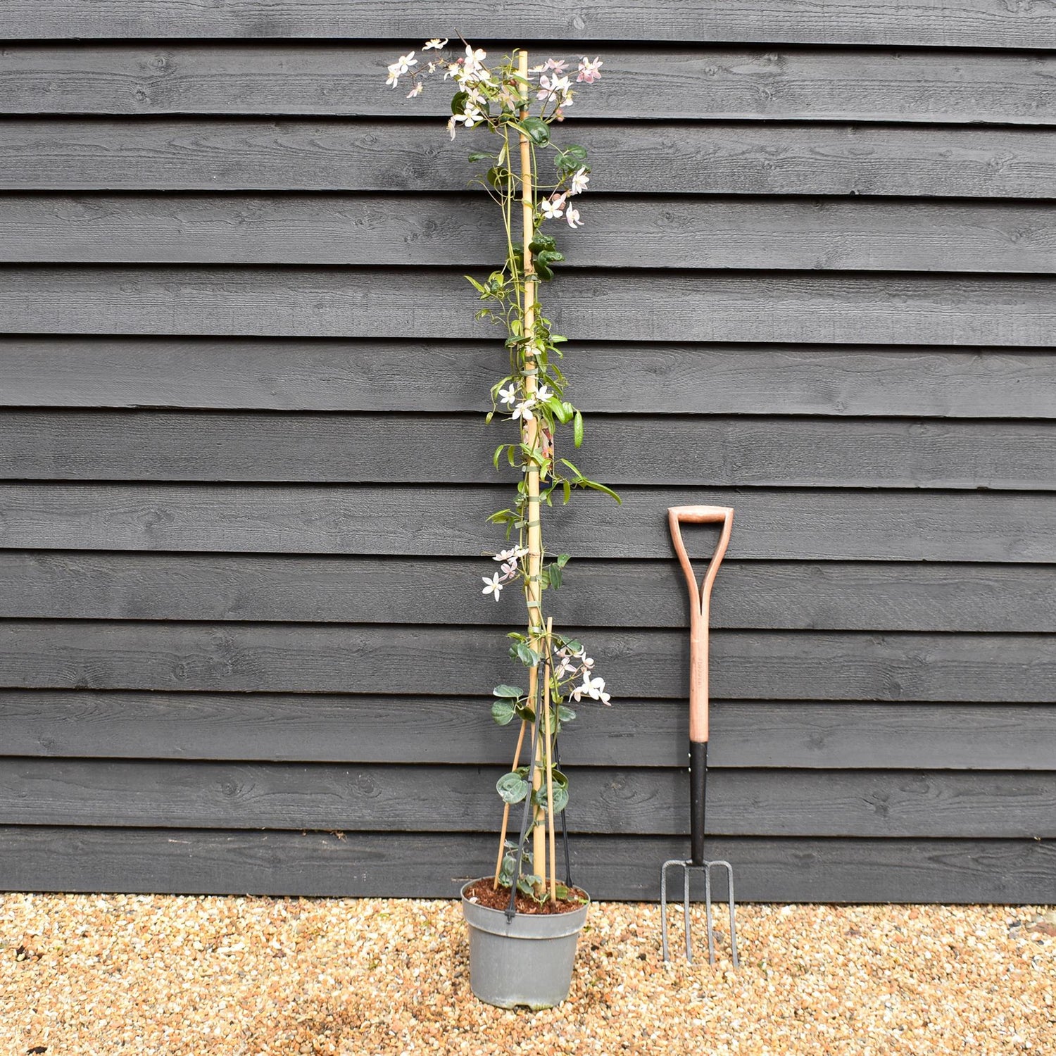 Clematis 'Apple Blossom' - Height 180-200cm - 8lt