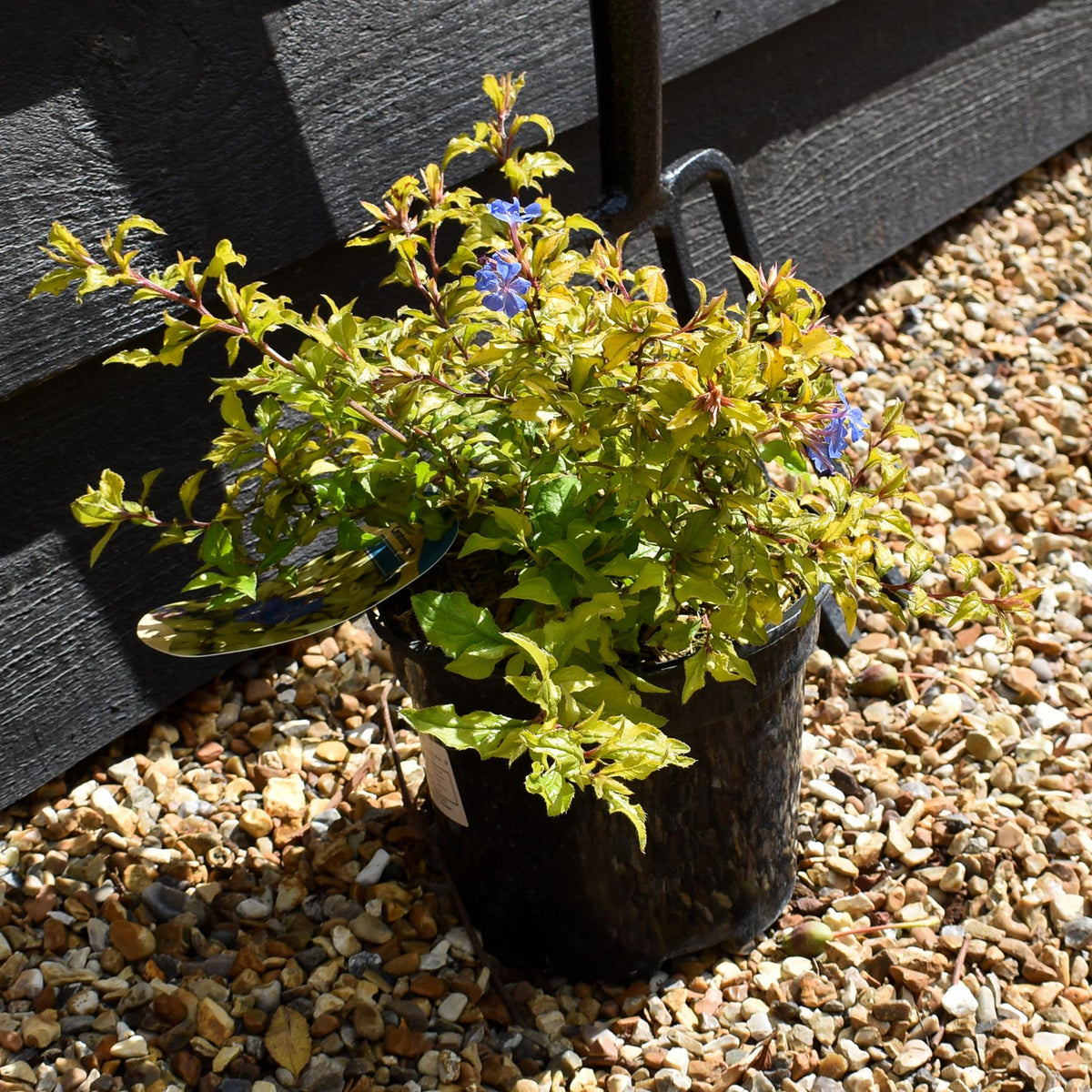 Ceratostigma willmottianum Sapphire Ring - Height 15-20cm - 2lt