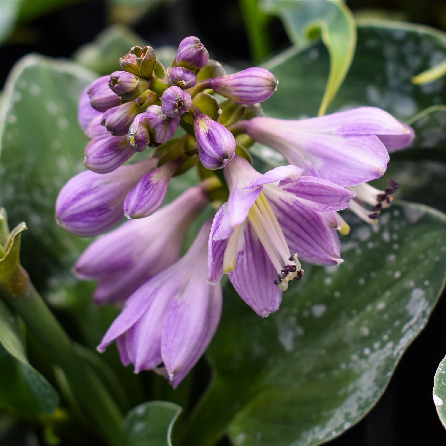 Plantain Lily 'Blue Mouse Ears' - 10-20cm, 2lt