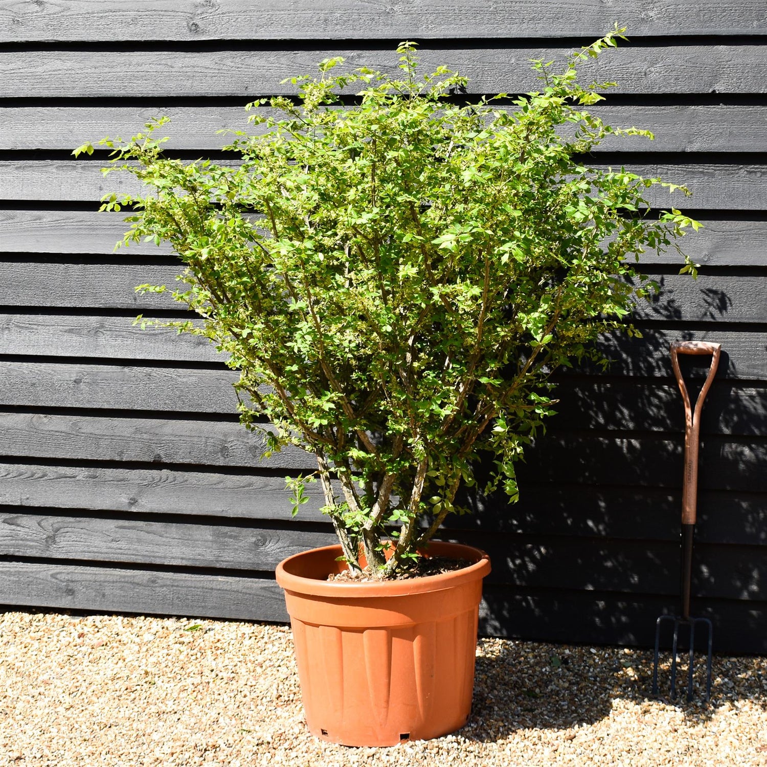Euonymus alatus | Winged Spindle Tree - 125-150cm -70lt