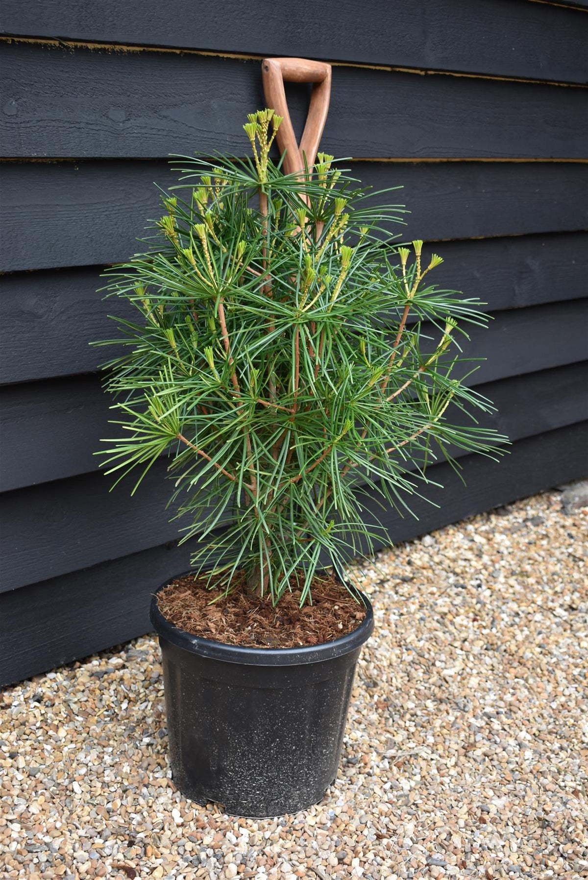 Sciadopitys Verticillata | Japanese umbrella tree - Height 70cm - Width 40-50cm - 15lt