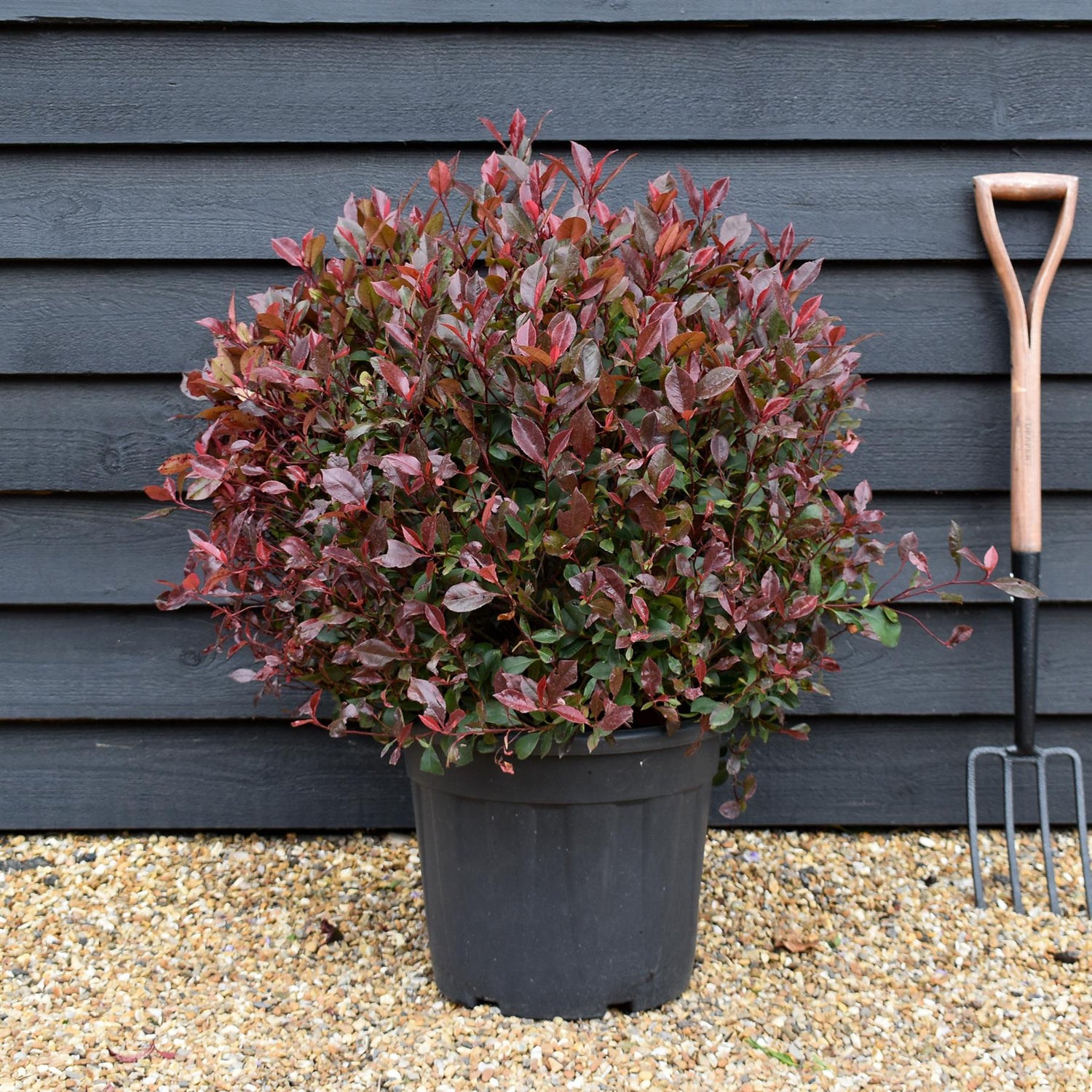Photinia x fraseri Robusta Compacta - Ball - Height 75-80cm - Width 75-80cm - 30lt