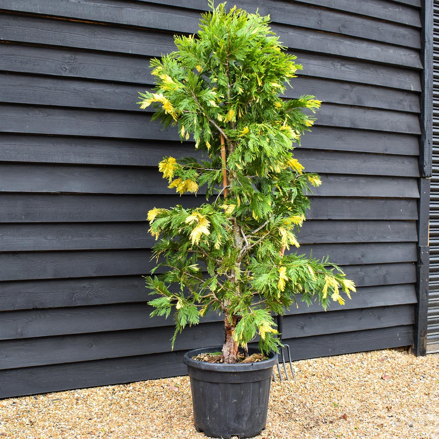 Calocedrus deodara variagata | incense cedar - Height 170-180cm - 45lt
