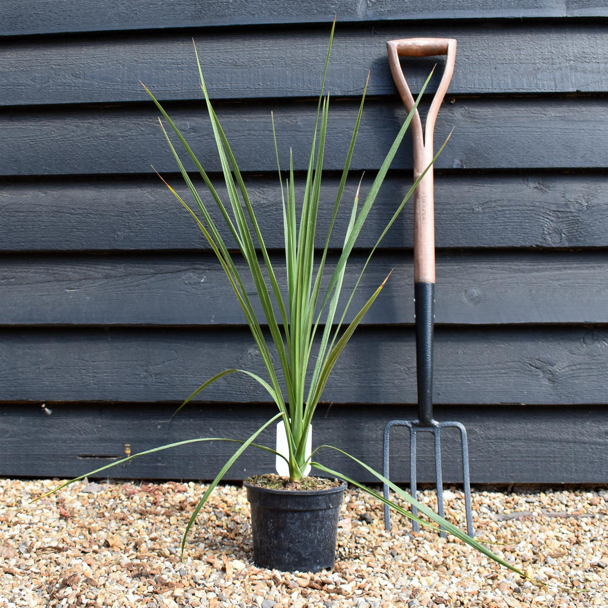 Cordyline australis | Cabbage palm