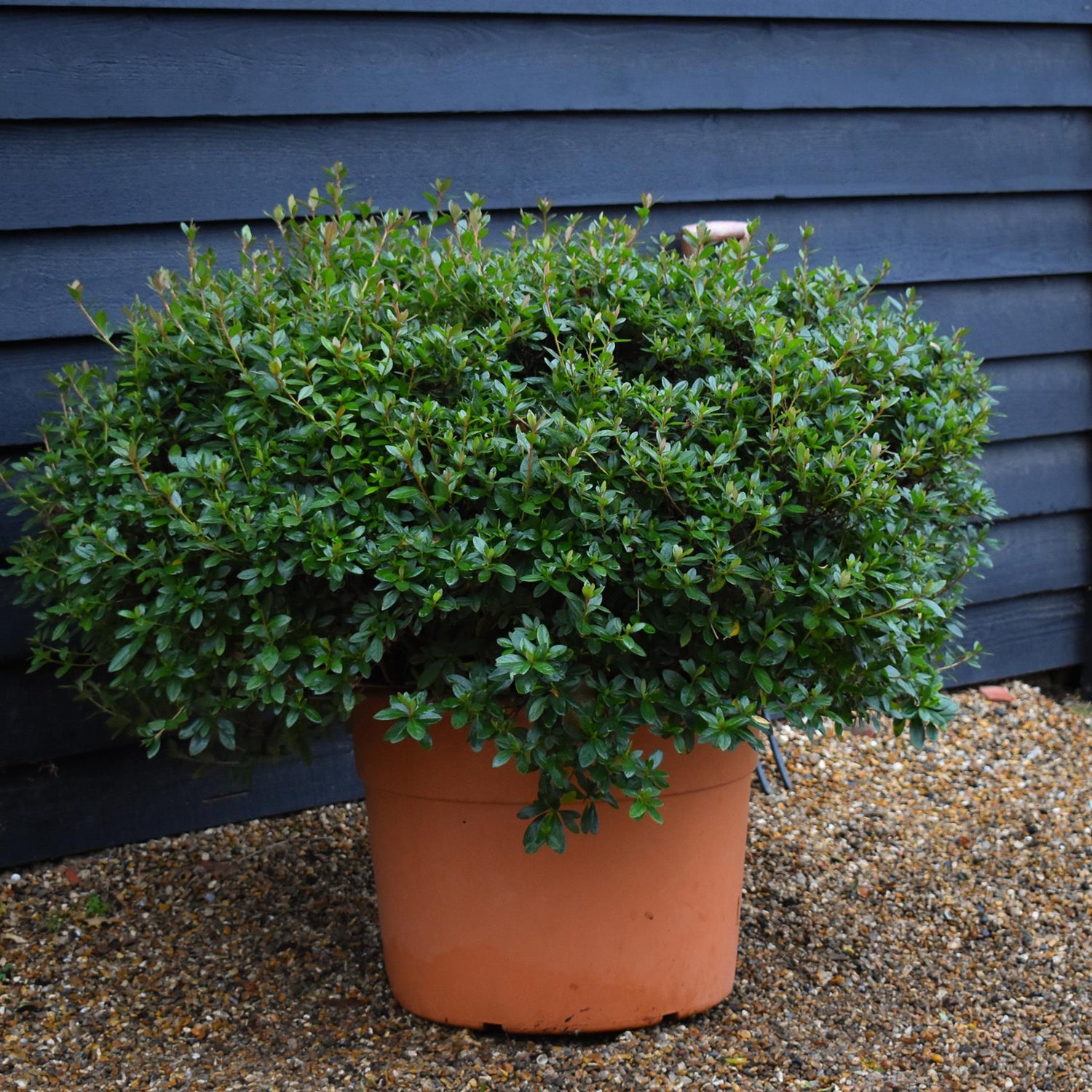 Azalea Japonica | Rhododendron - Ball -  Height 80cm - Width - 100cm - 85lt