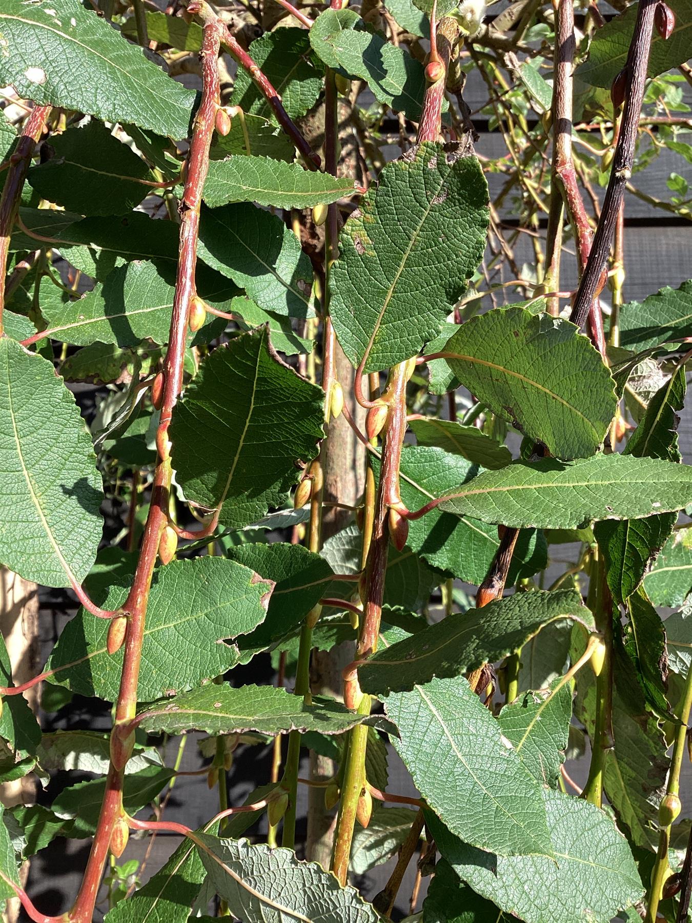 Salix caprea 'Kilmarnock' | Weeping Pussy Willow - 230-240cm, 30lt