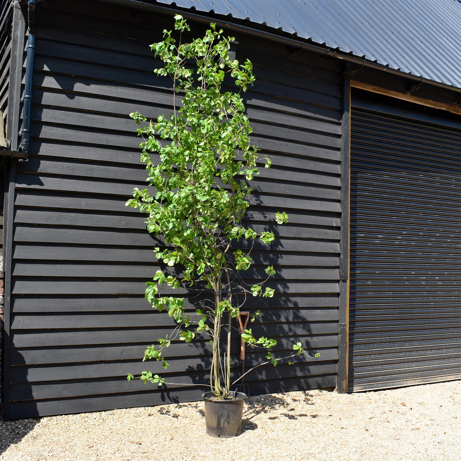 Frangula Alnus - Alder Buckthorn - MultiStem - Height 250-300cm - 30lt