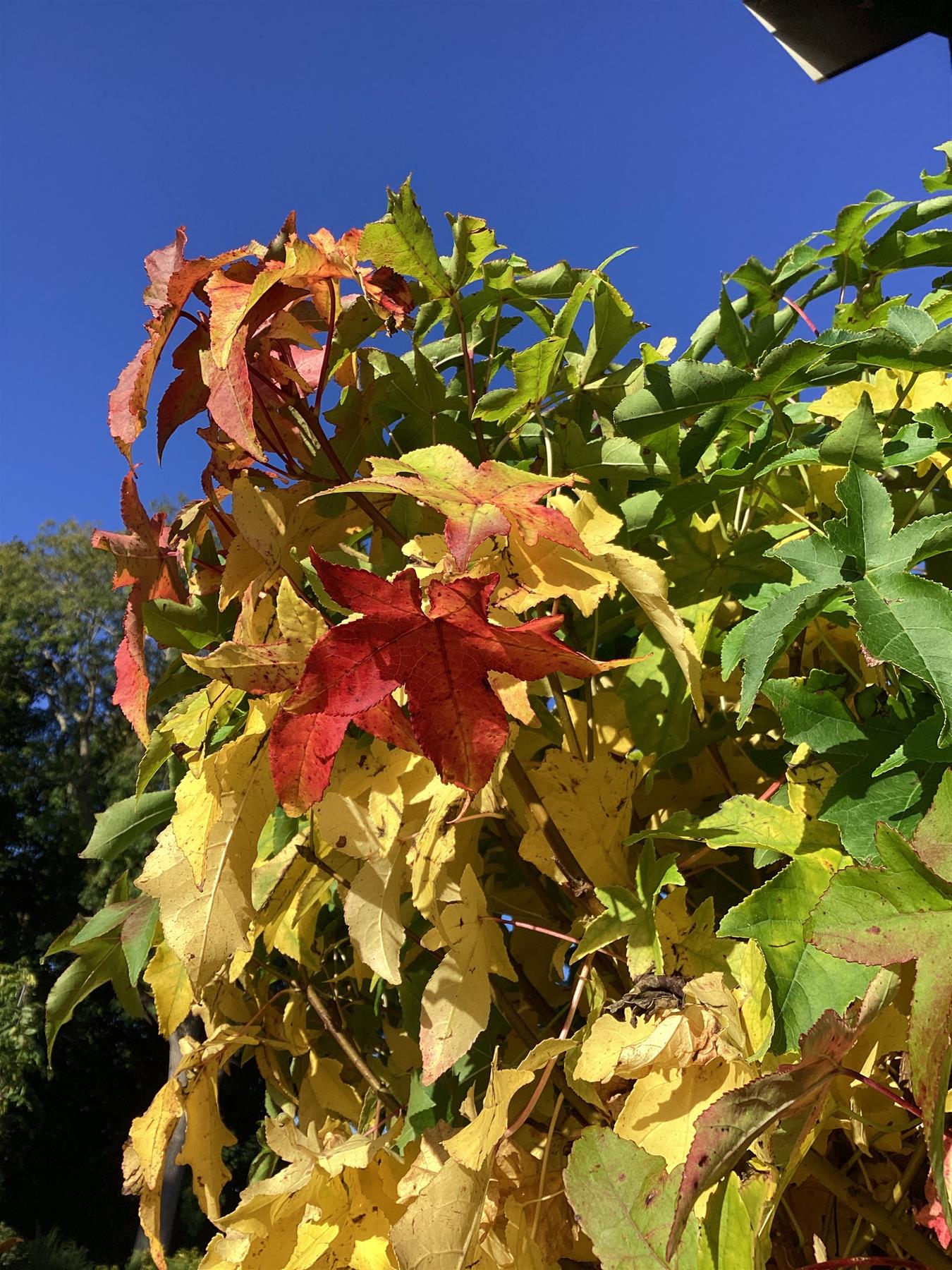 Liquidambar styraciflua 'Gum Ball' | Sweet gum 'Gum Ball' - 250-260cm, 25lt