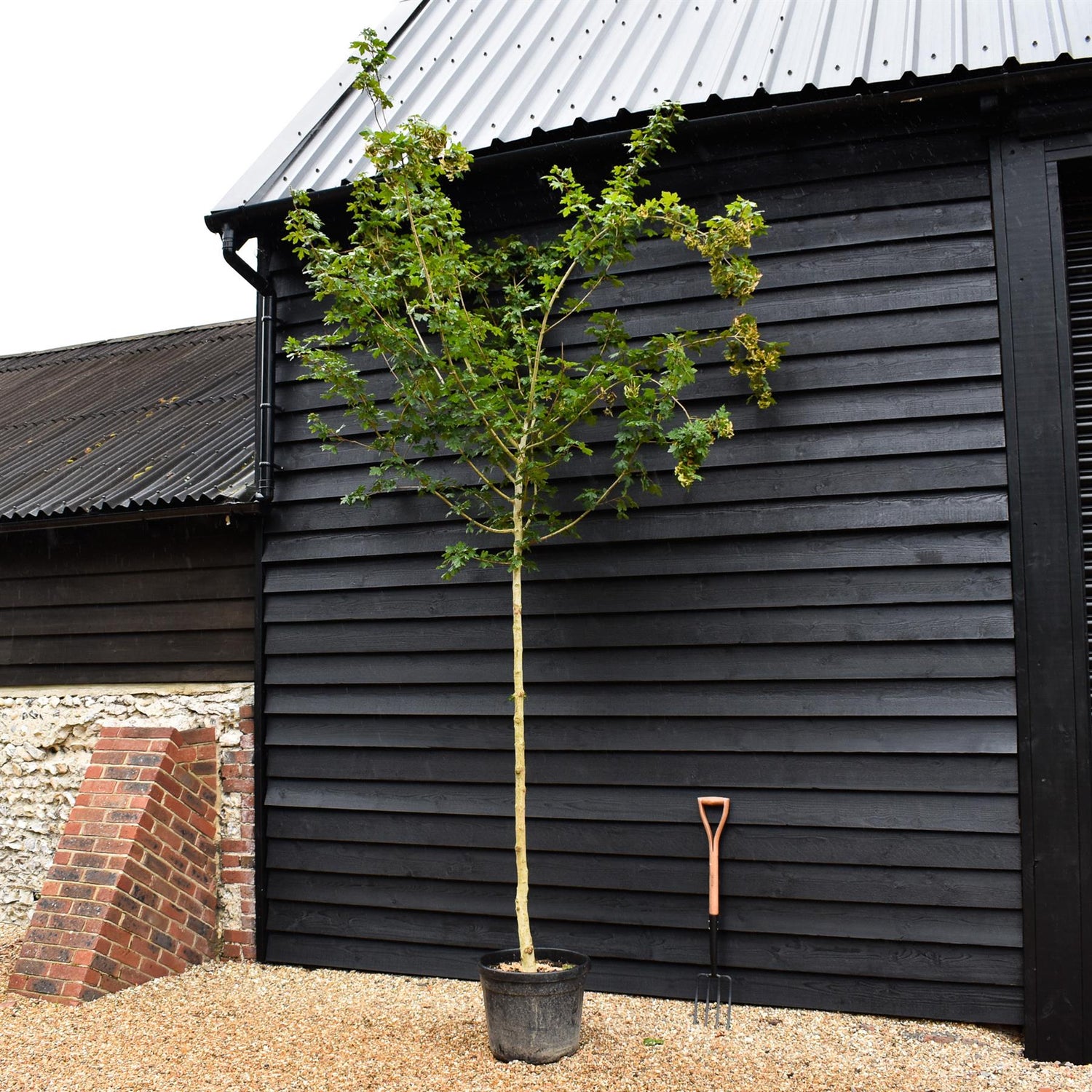 Field Maple | Acer campestre - Height 300-350cm - Girth 12-14cm - 30-50lt