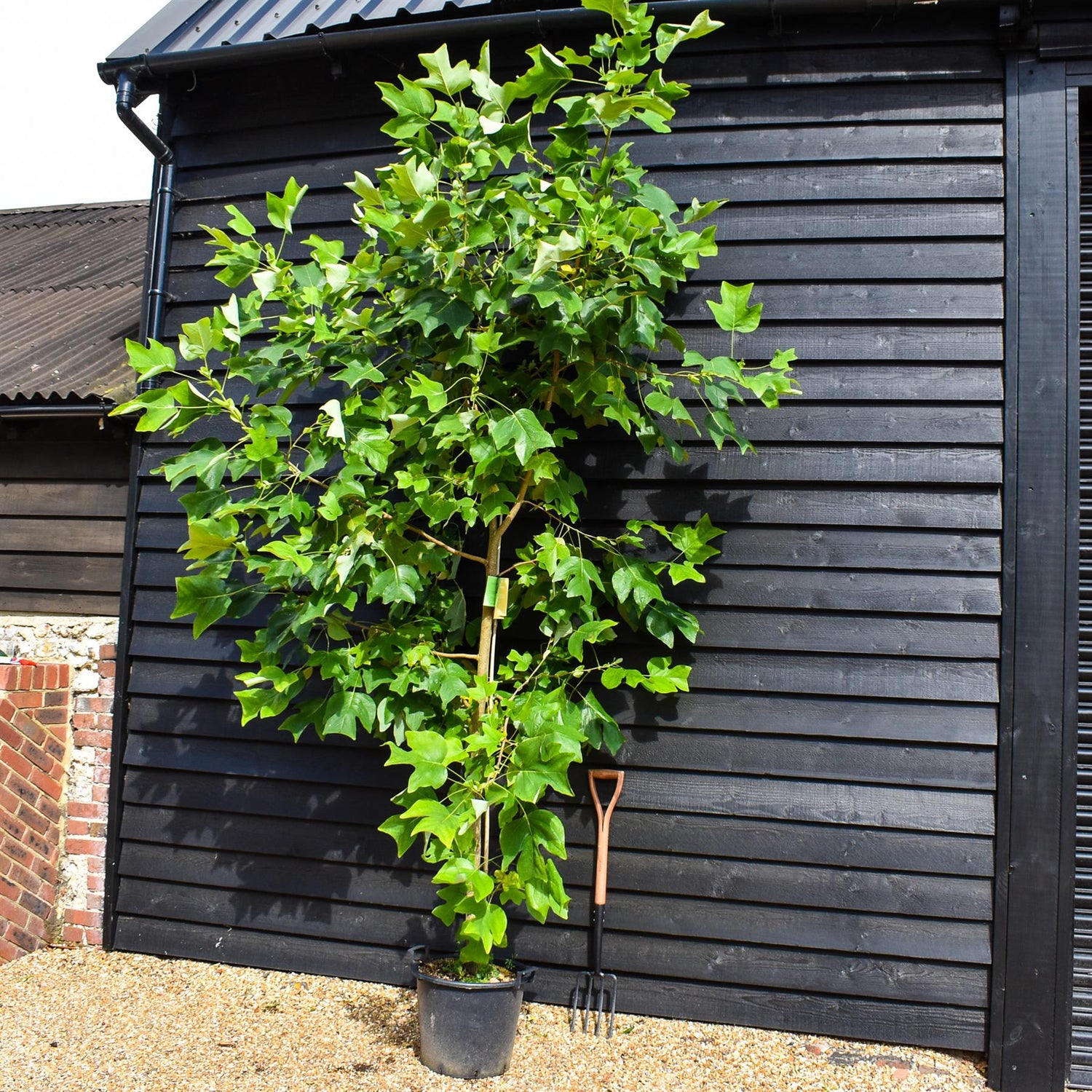 Liriodendron tulipifera | Tulip Tree - Height 220-250cm - Girth 10-12cm - 30lt