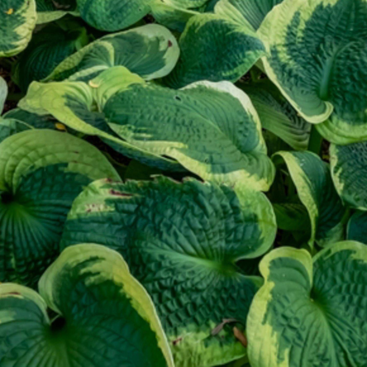 Hosta 'Frances Williams' - Deciduous Perennial - Height 20cm - 2lt