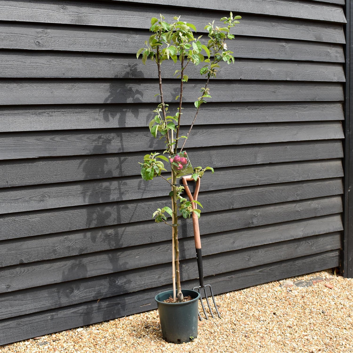 Apple tree 'Spartan' | Malus domestica - M26 - Dwarfing - Height 150-160cm - 12t