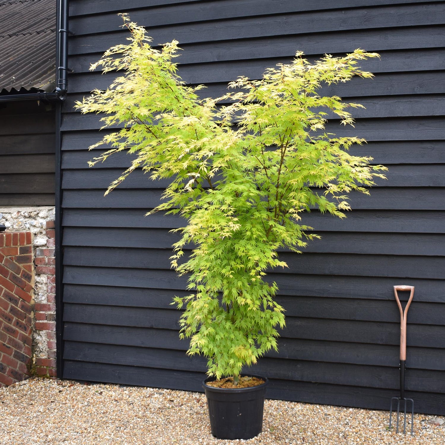 Japanese Maple | Acer palmatum 'Orange Lace' - Bushy - Height 180-190cm - 35lt