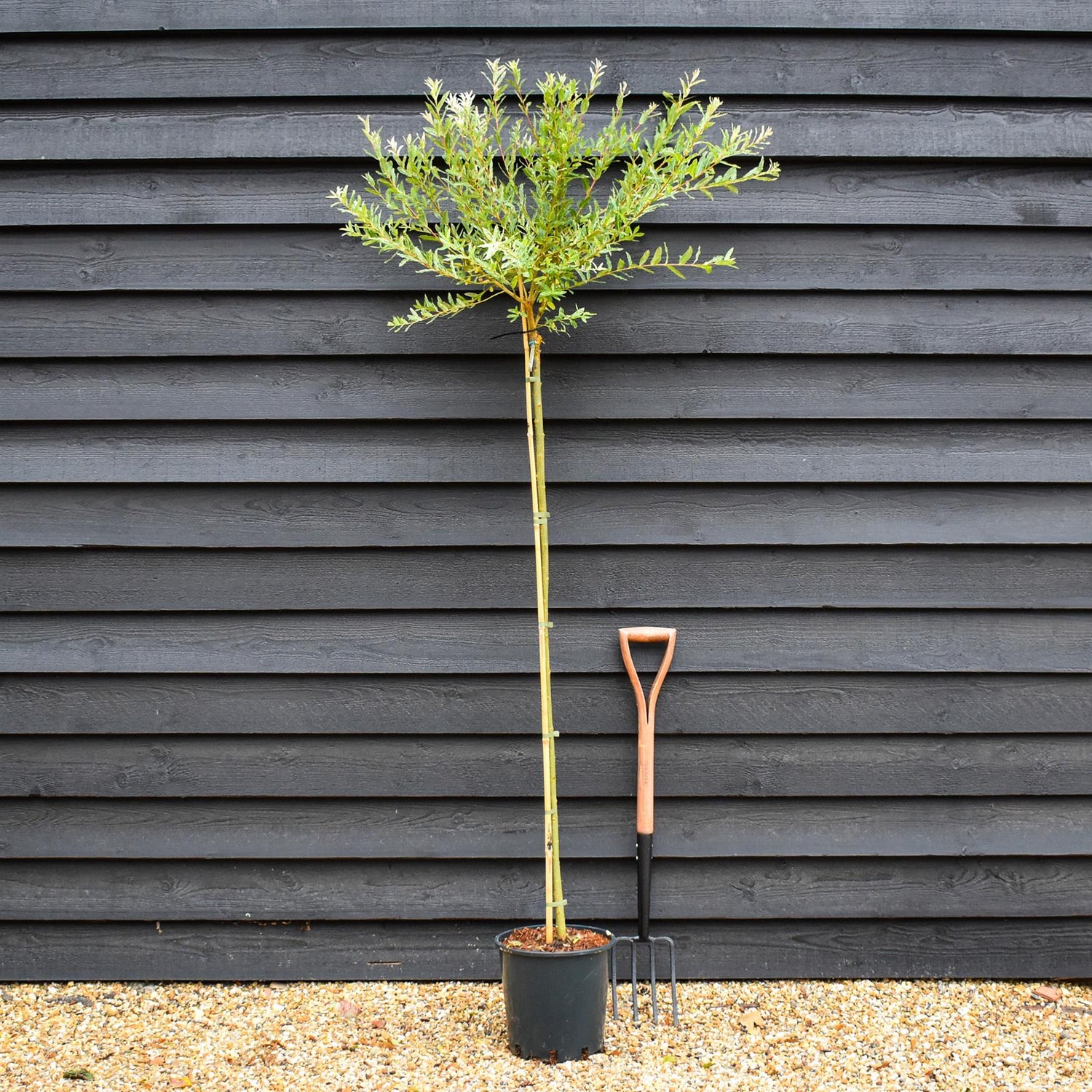 Salix integra 'Hakuro-nishiki' | Dappled Willow - Height 190-210cm - 12lt