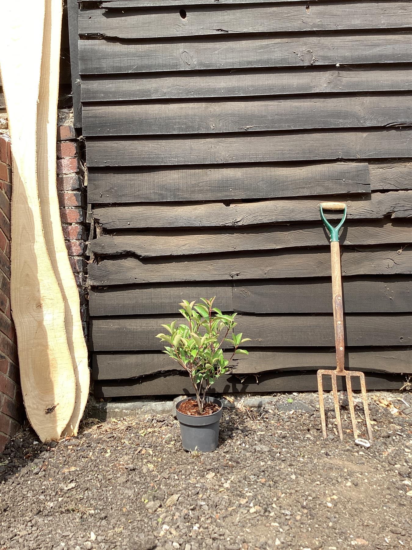 Photinia Red Robin - 20/40cm, 2lt