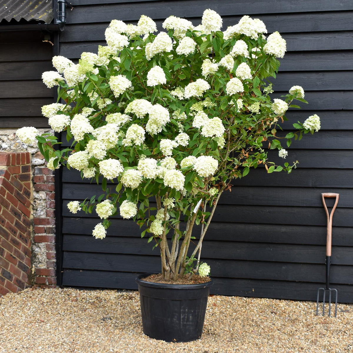 Hydrangea paniculata 'Limelight' - Large Shrub - Height 180-170cm - 70lt