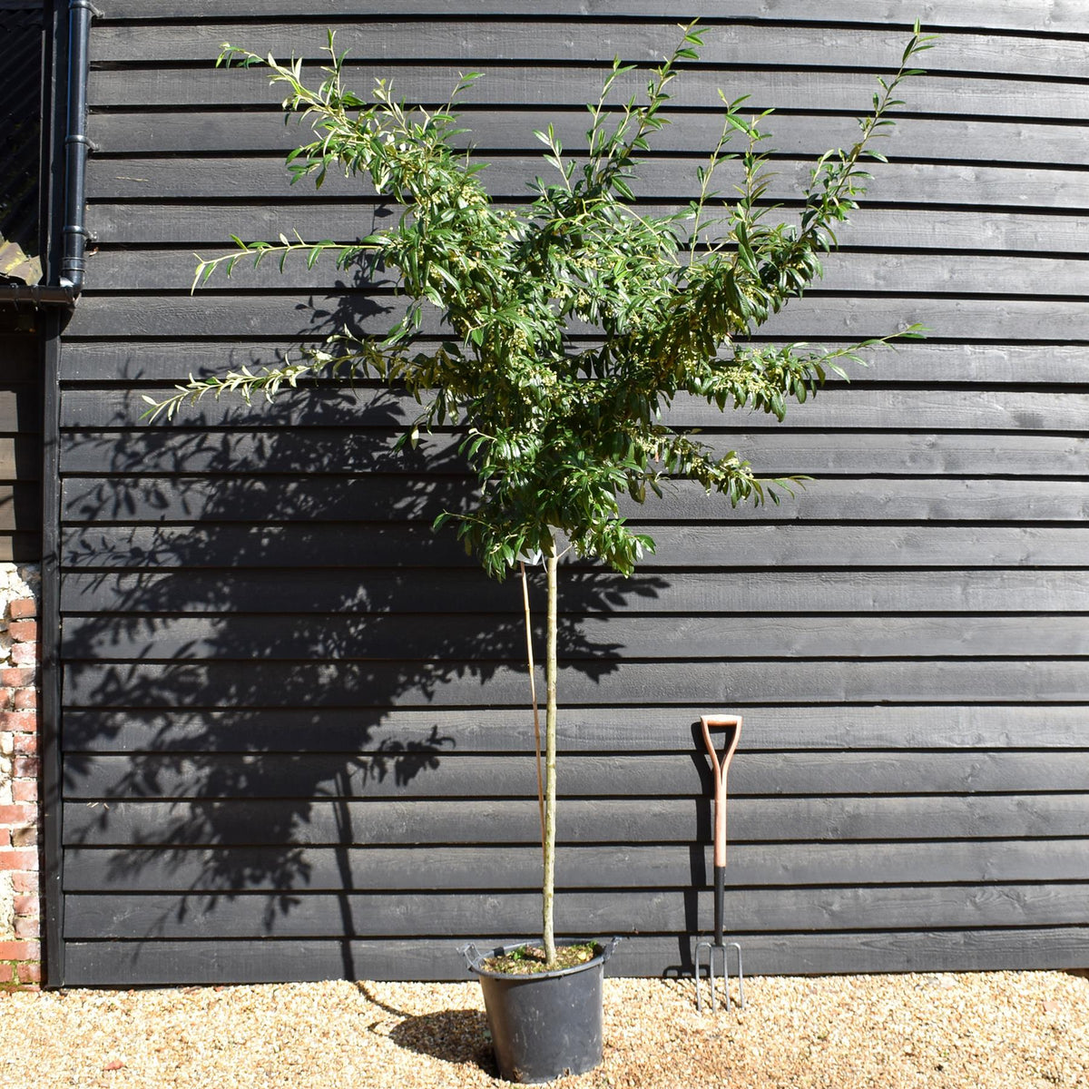 Cotoneaster 'Rothschildianus' | Willow-Leaved Cotoneaster - Clear Stem 120-130cm - Height 250-270cm - 30lt