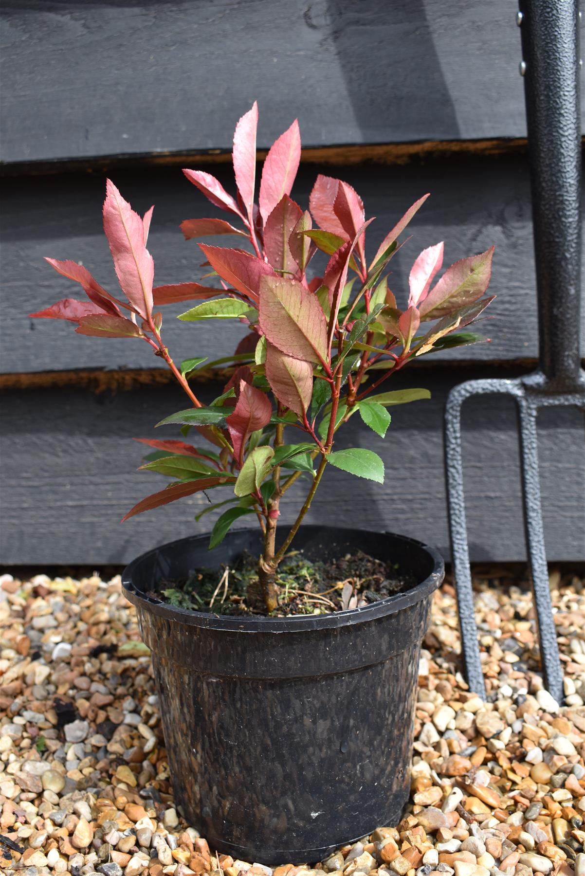 Photinia x fraseri 'Carre Rouge' - Bush - 10-20cm - 3lt