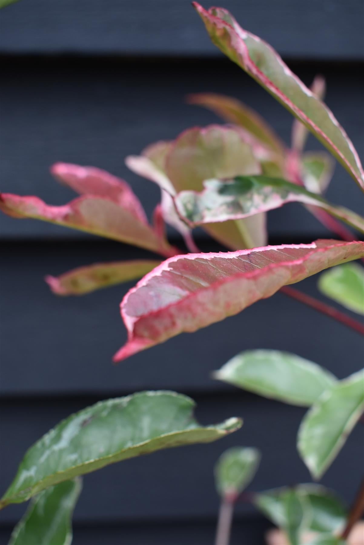 Photinia fraseri Pink Marble 'Cassini' - Bush - Shrub - Hedging - Height 120-150cm - 18lt