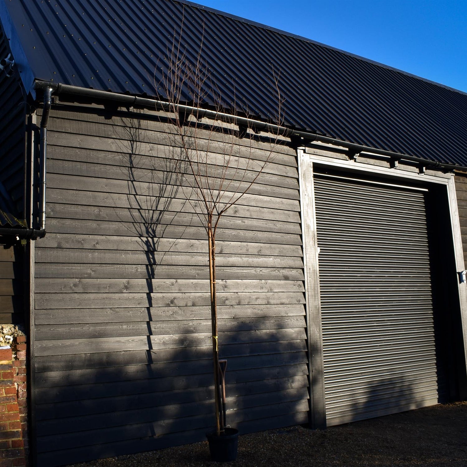 Tamarix ramossissima 'Pink Cascade' - Standard - Clear Stem 190-200cm - Girth 8cm - Height 390-400cm - 20lt