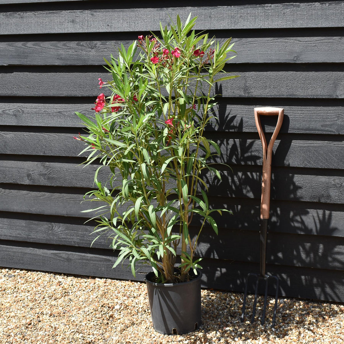 Nerium oleander 'Rosso Semplice' - Red - Shrub - Height 100-120cm - 7lt