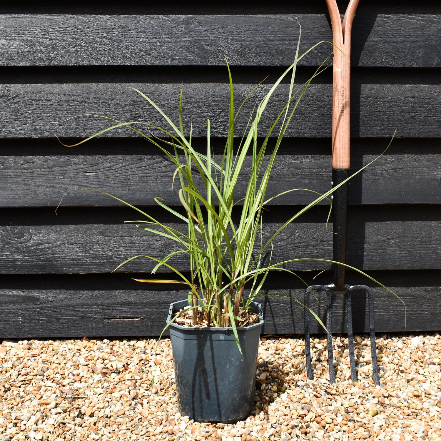 Miscanthus sinensis 'Malepartus' - Grass - Deciduous Perennial - 5lt