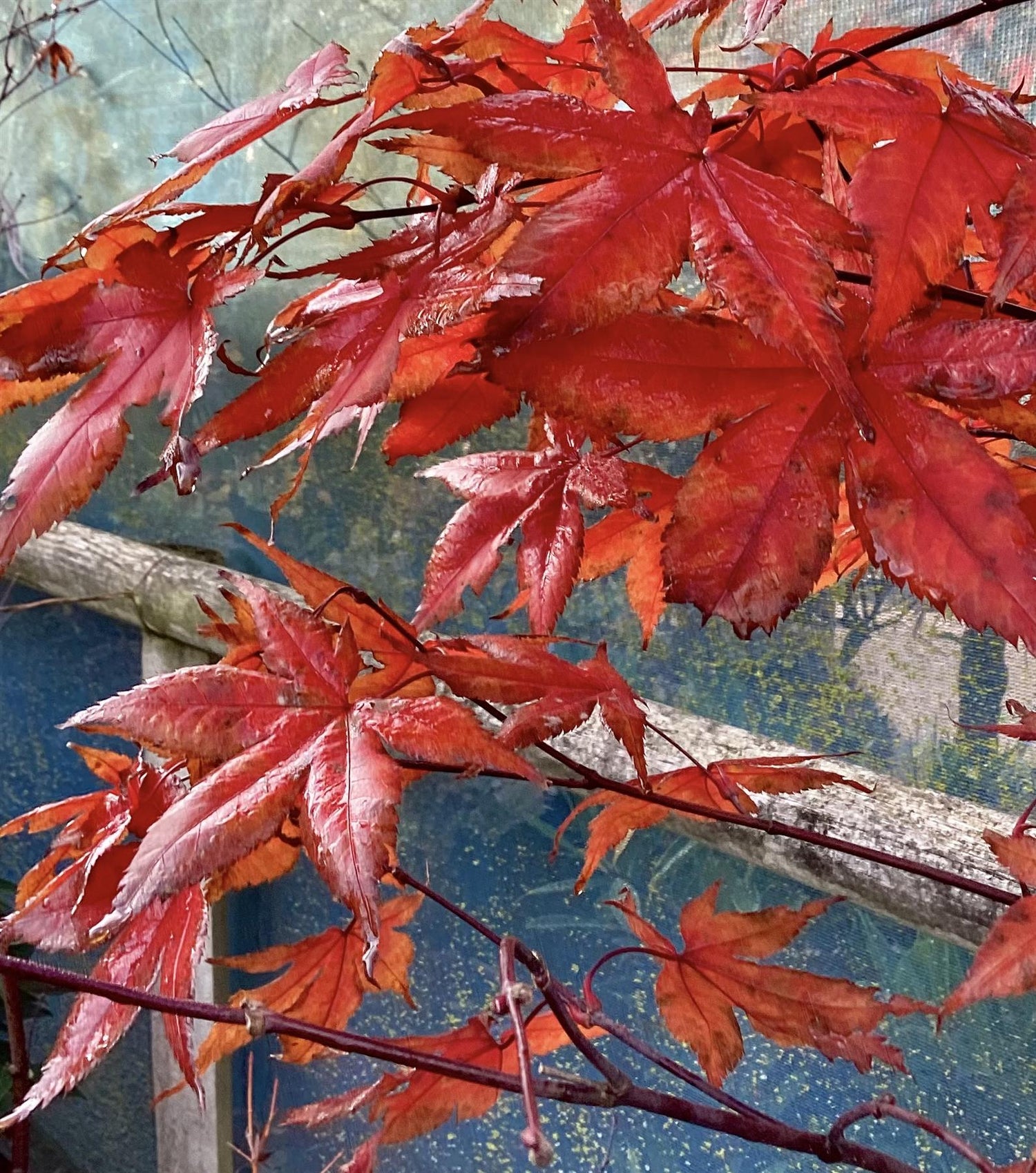 Liquidambar styraciflua 'Lane Roberts' | Sweet Gum 'Lane Roberts' - 180-220cm, 20lt