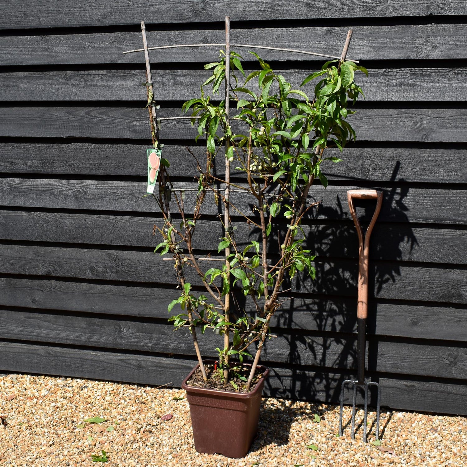 Peach peach | Prunus persica 'Redhaven' - Frame - Height 135cm - 15lt