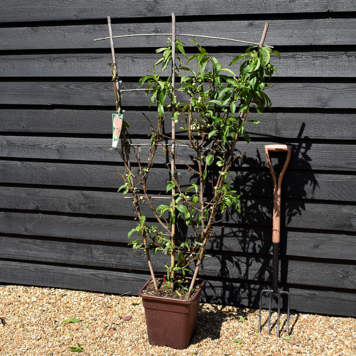 Peach peach | Prunus persica 'Redhaven' - Frame - Height 135cm - 15lt