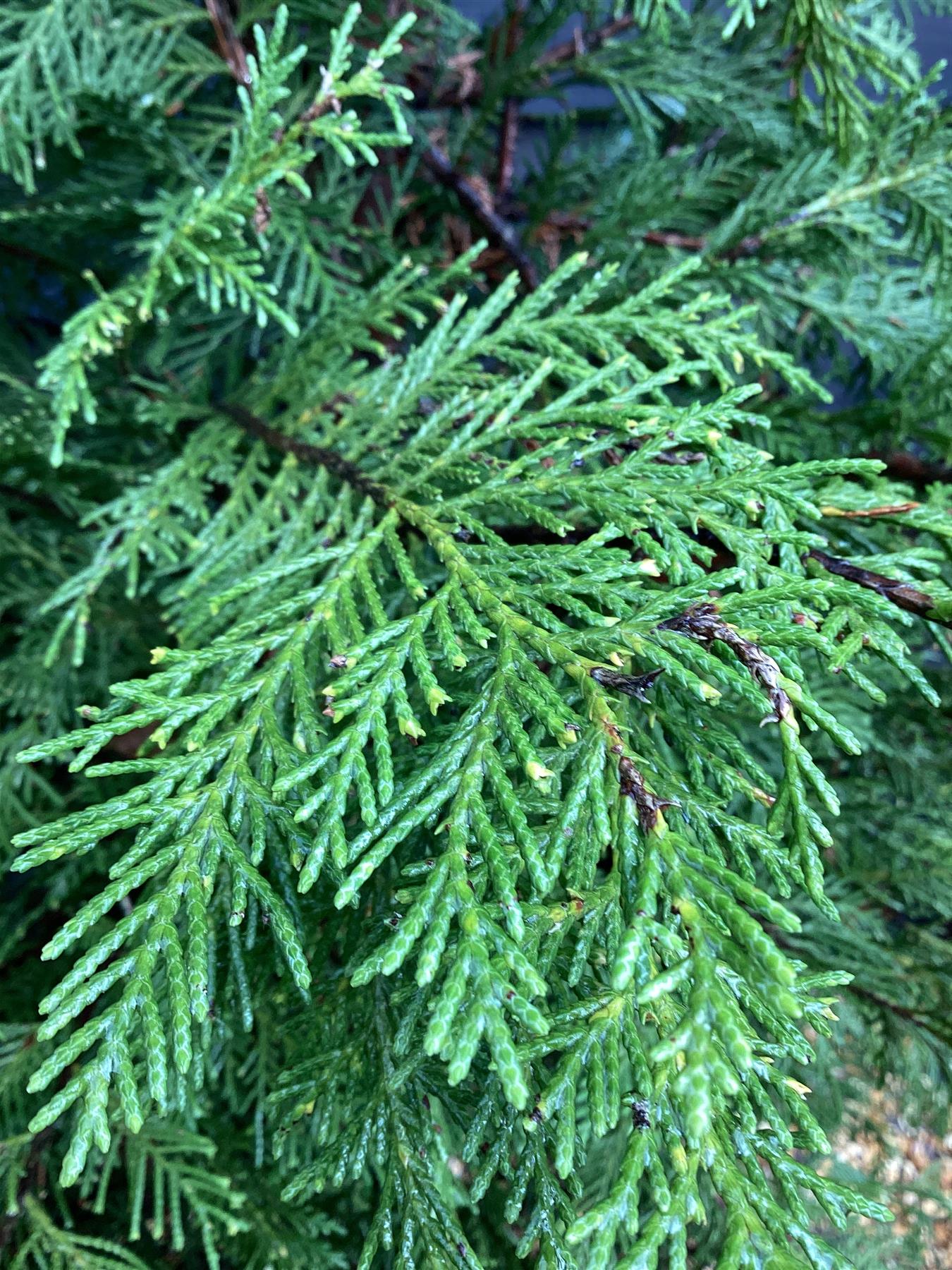 Cupressocyparis x leylandii - 50lt