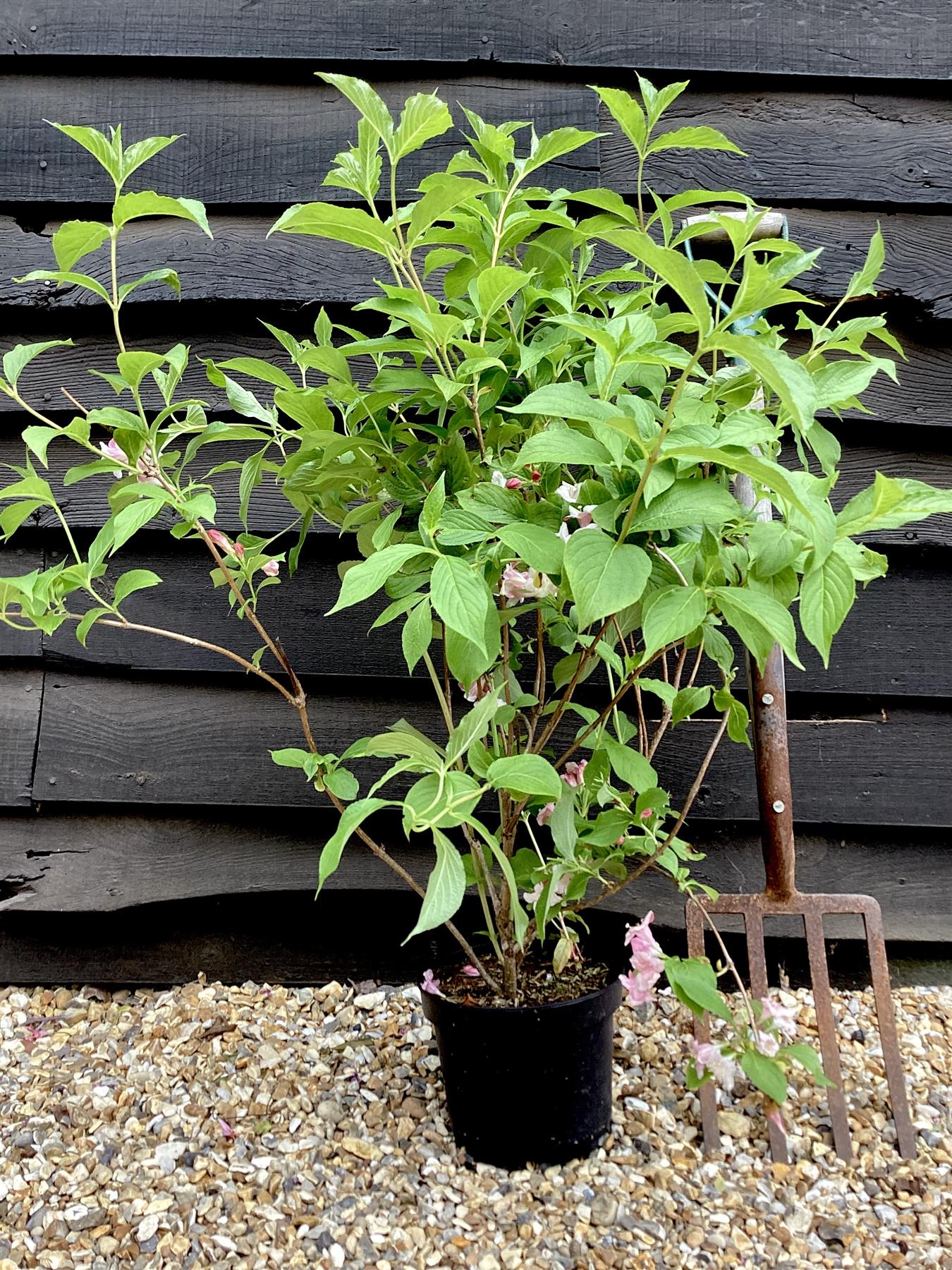 Weigela 'Styriaca' - 55-65cm, 2lt