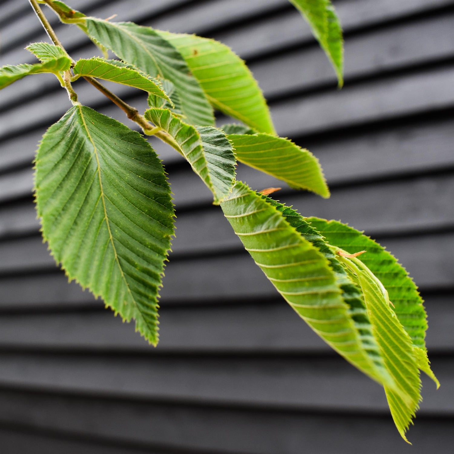 European hop-hornbeam | Ostrya carpinifolia - Height 350-380cm - Girth 8-10cm - 45lt