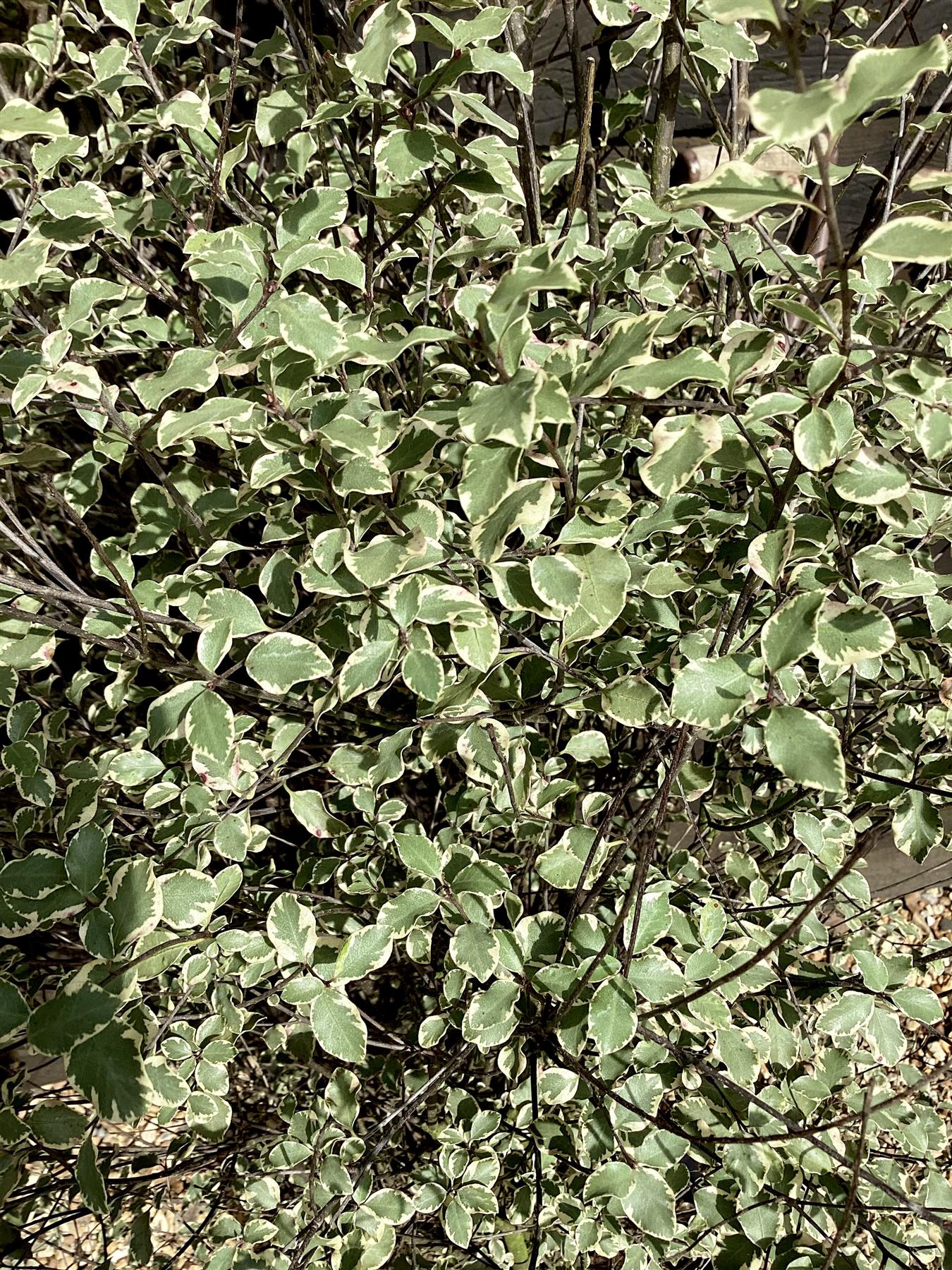 Pittosporum Victoria | Tawhiwhi 'Victoria' - 150cm - 20lt