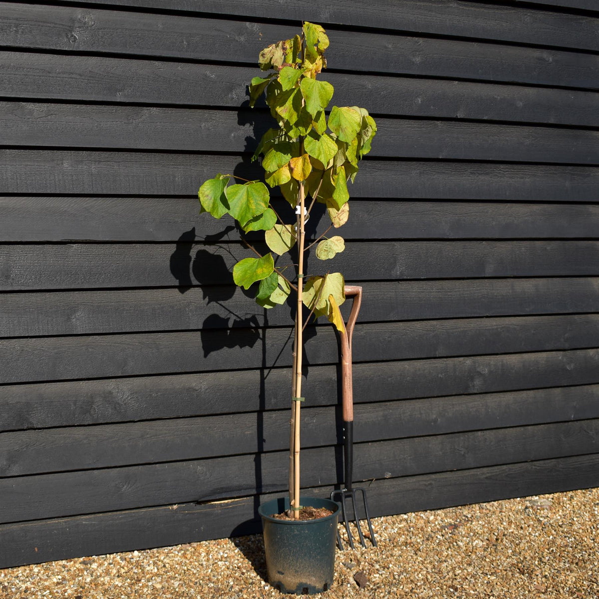 Cercis canadensis 'Hearts of Gold' - Height 160-180cm - Bushy - 12lt