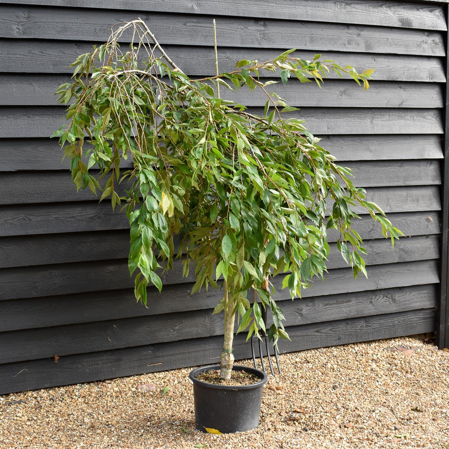Prunus Marie Mallet | Weeping Marie Mallet - 110-130cm, 20lt
