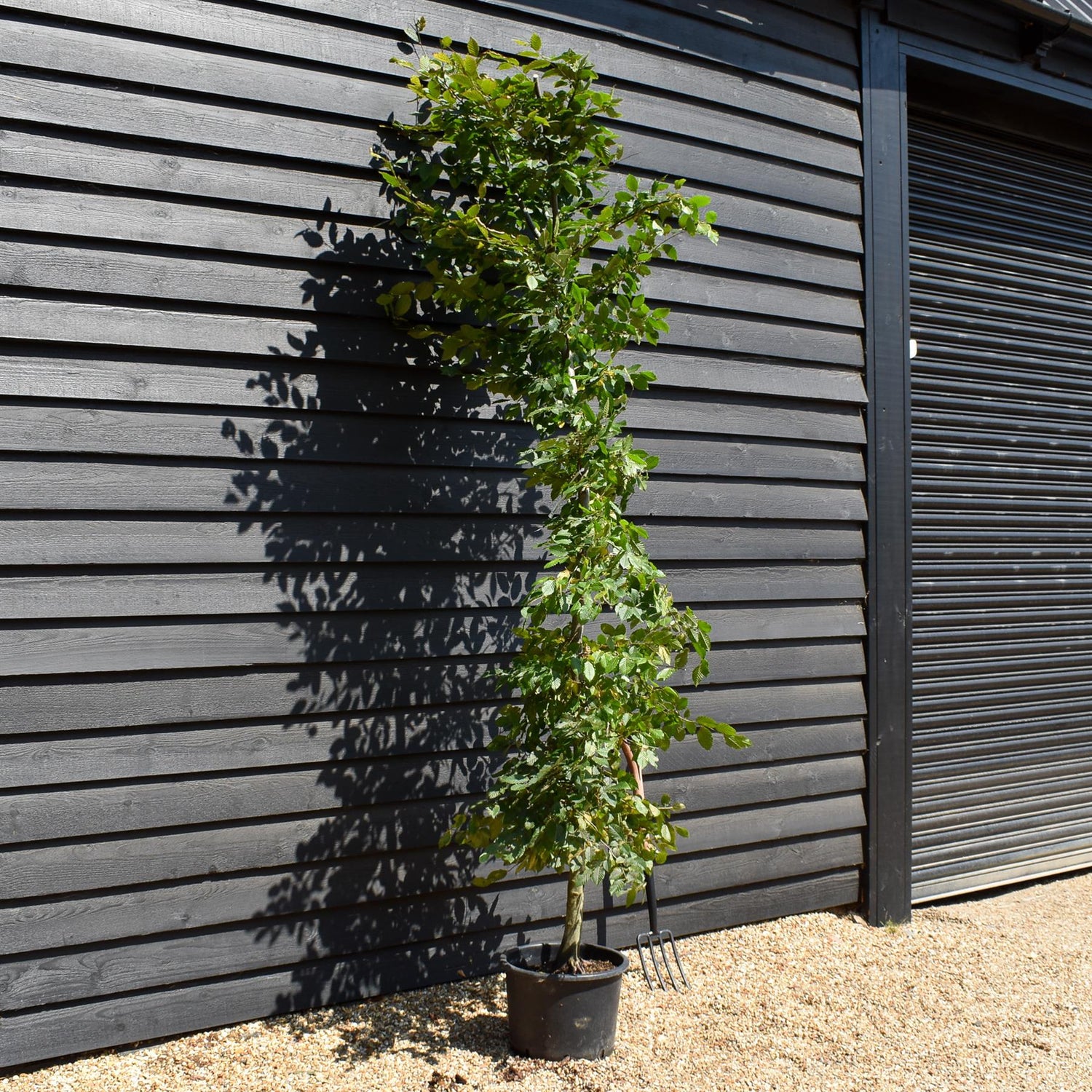 European Hornbeam | Carpinus Betulus - Feathered - Girth 8-10cm - Height 220-280cm - 30lt
