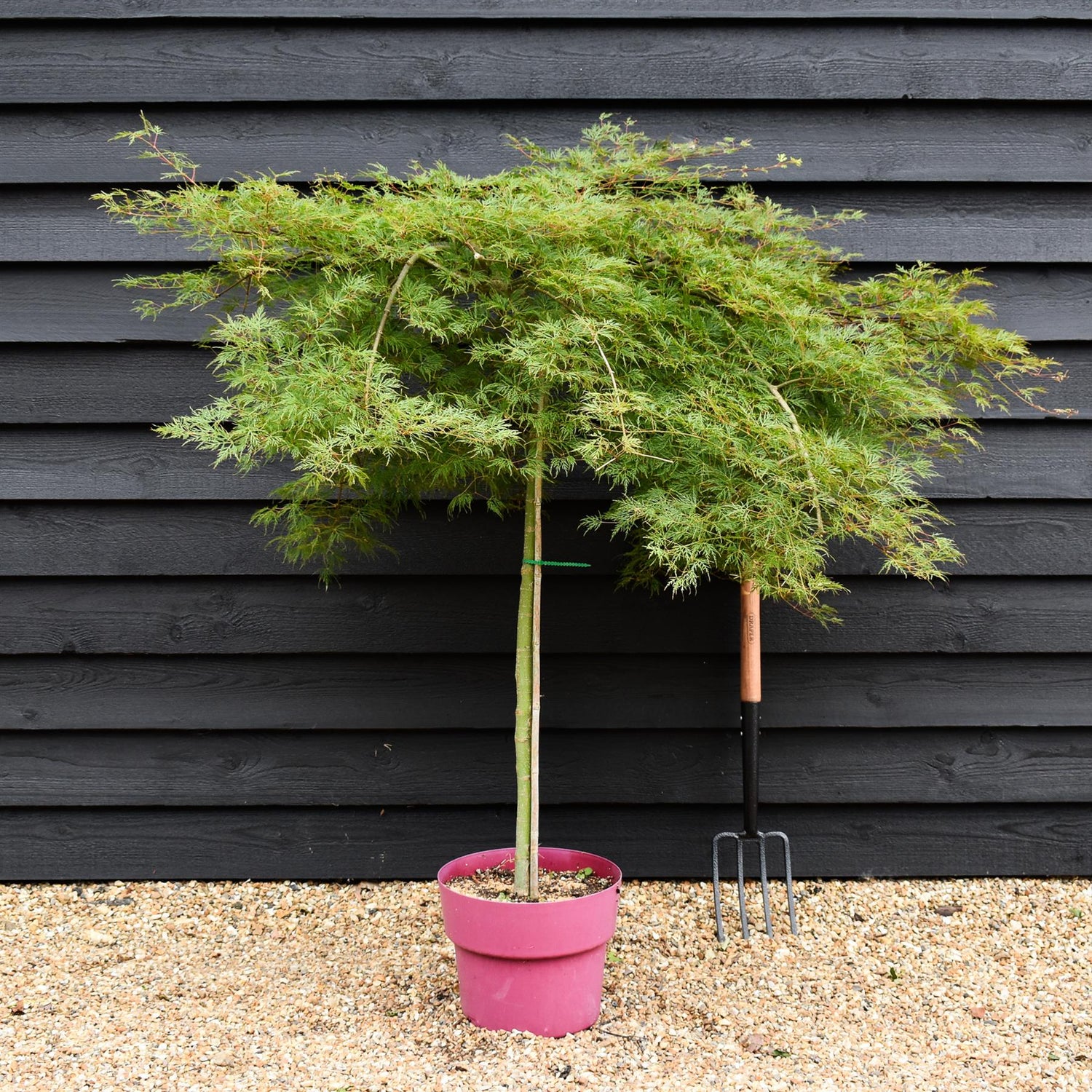 Acer palmatum 'Emerald Lace' | Japanese maple 'Emerald Lace' - 90-100cm - 15lt