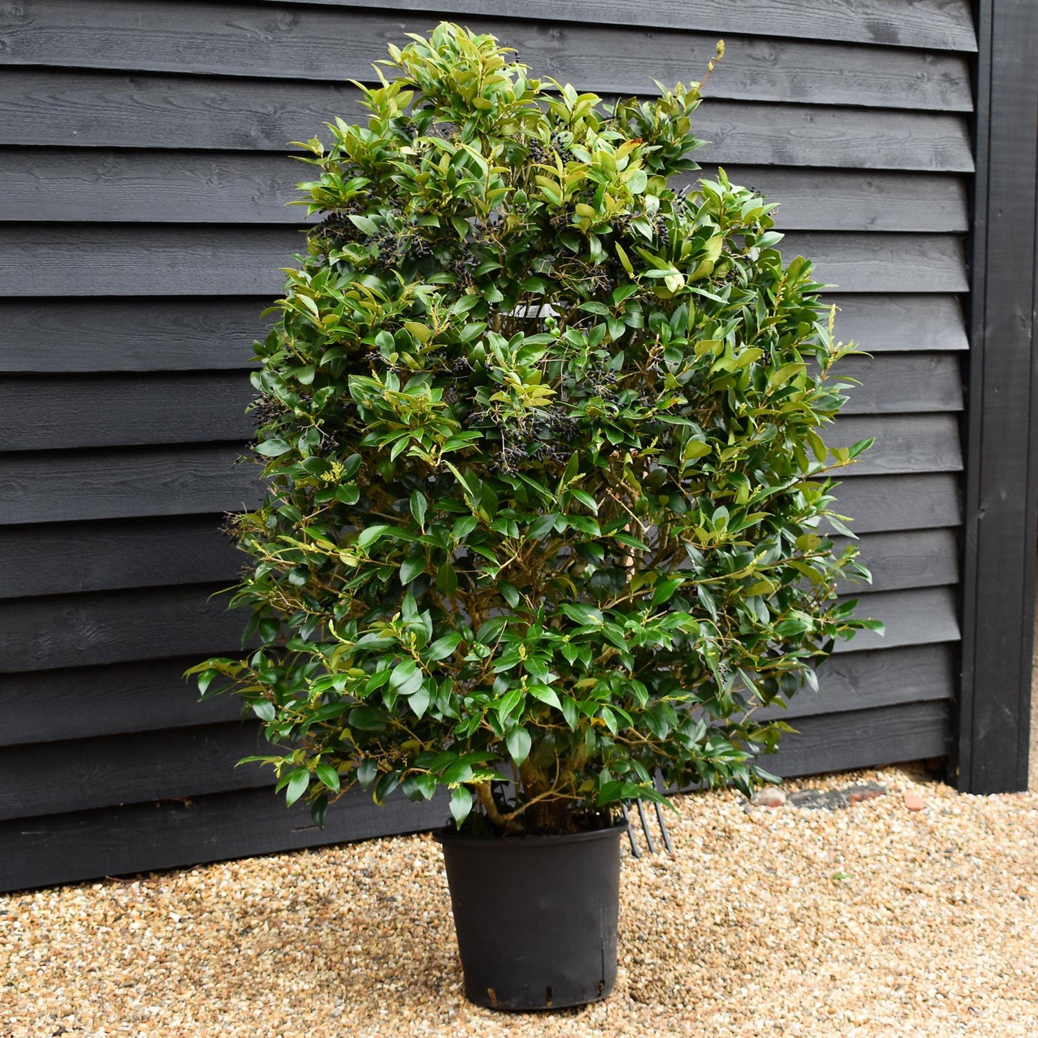 Ligustrum japonicum Texanum - Bushy - Height - 140-160cm - 25lt