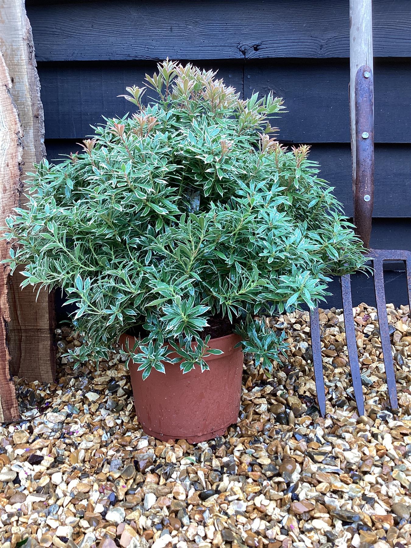 Pieris japonica 'Little Heath' - 55-60cm, 5lt