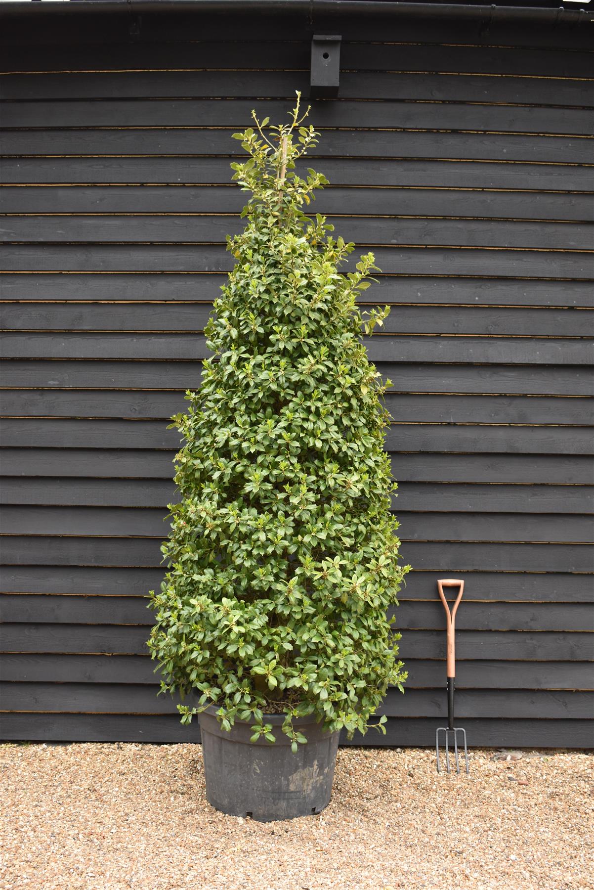 Ilex Nellie R Stevens | Holly 'Nellie R. Stevens' - Cone - 320cm - 130lt