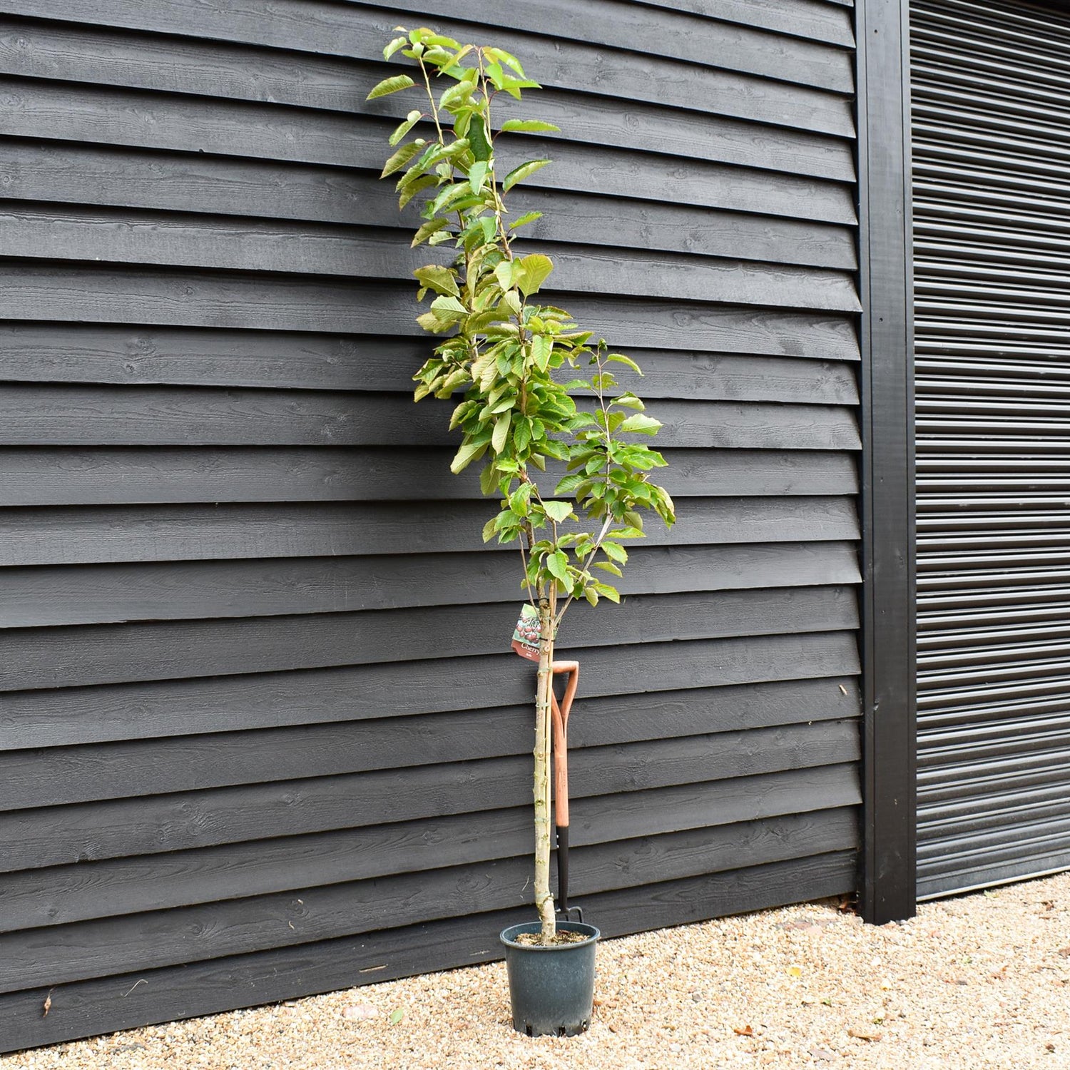 Cherry 'Stella' on Colt | Prunus avium - Semi-Dwarfing - 160-170cm - 12lt