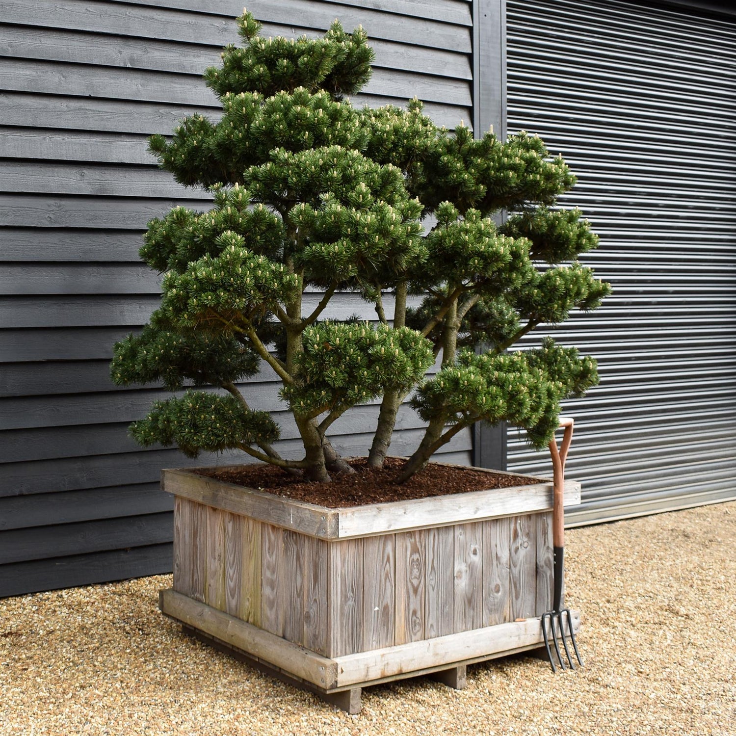 Pinus mugo 'Gnom' - Height 100cm - Width 90-100cm - 65lt