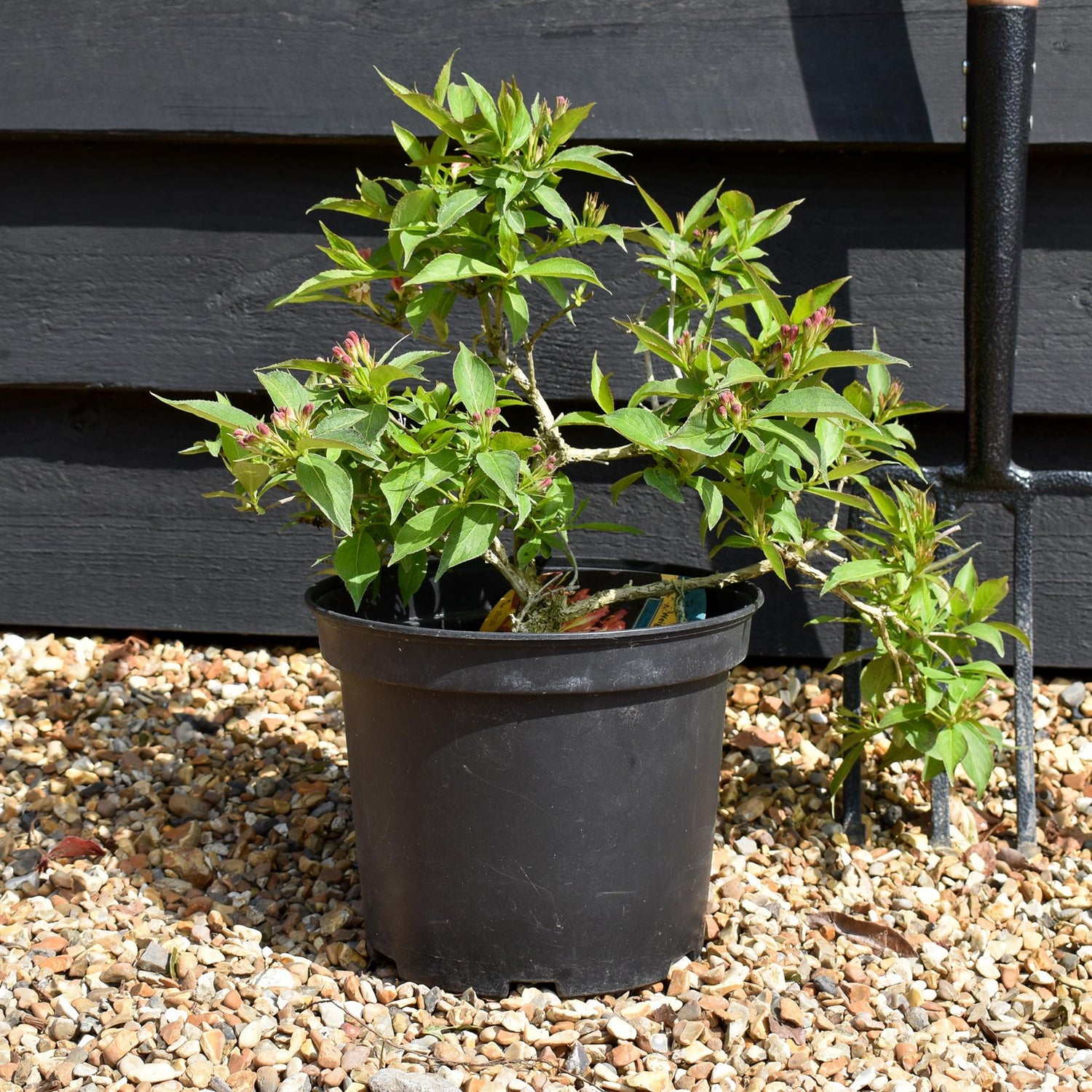 Weigela All Summer Peach - 90-110cm, 5lt