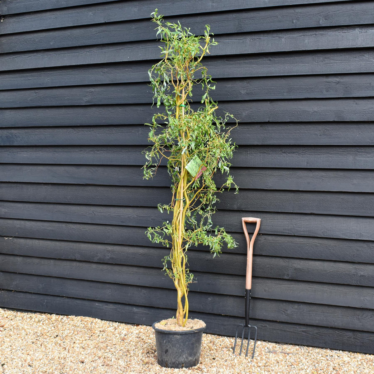 Salix x sepulcralis 'Erythroflexuosa' | Twisted Willow -  Tree - Height 150-200cm - 20lt