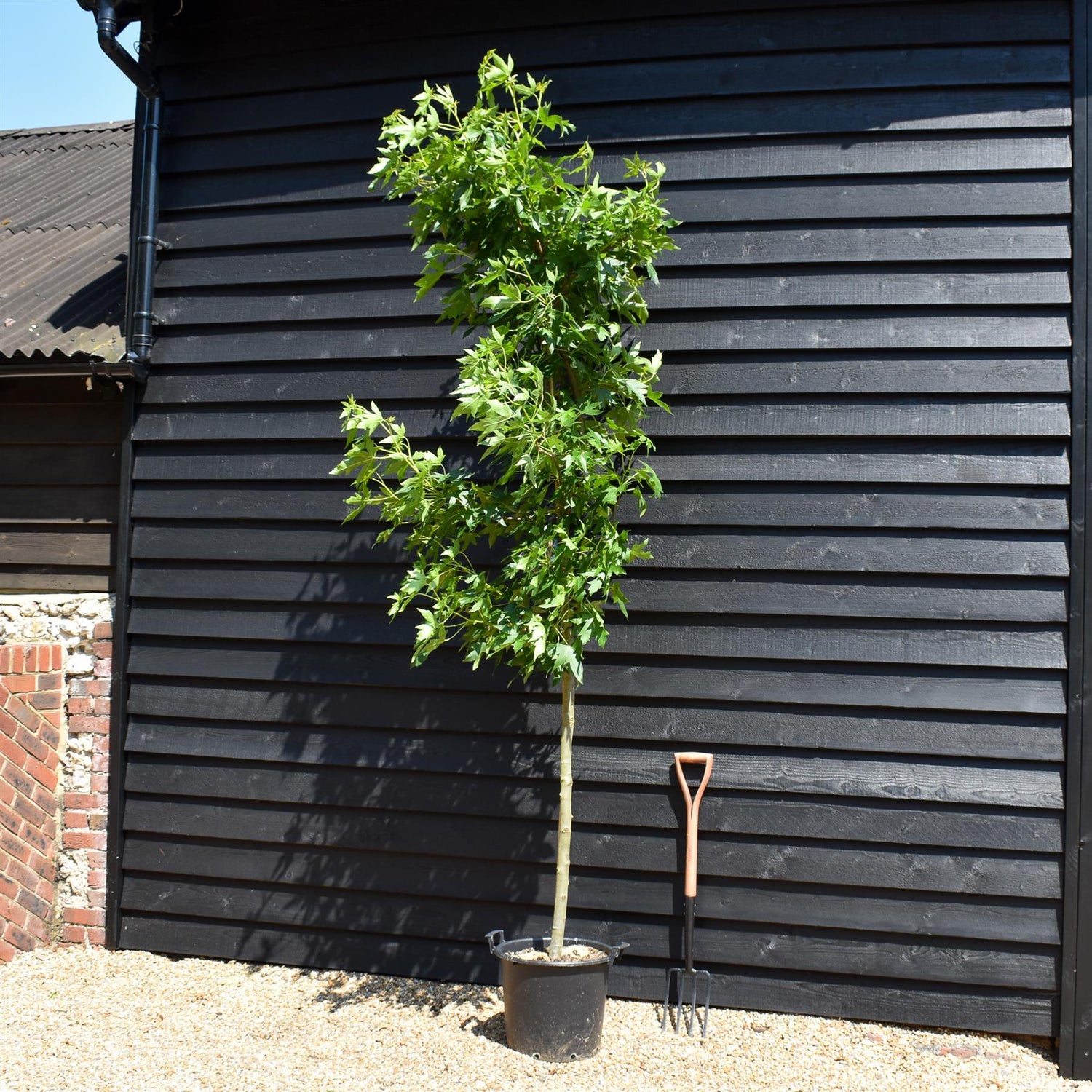 Sweet gum | Liquidambar styraciflua 'Worplesdon' - Height 200-250cm - Girth 8-10cm - 40lt